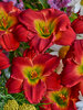 Hemerocallis Red Hot Returns