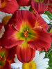 Hemerocallis Red Hot Returns