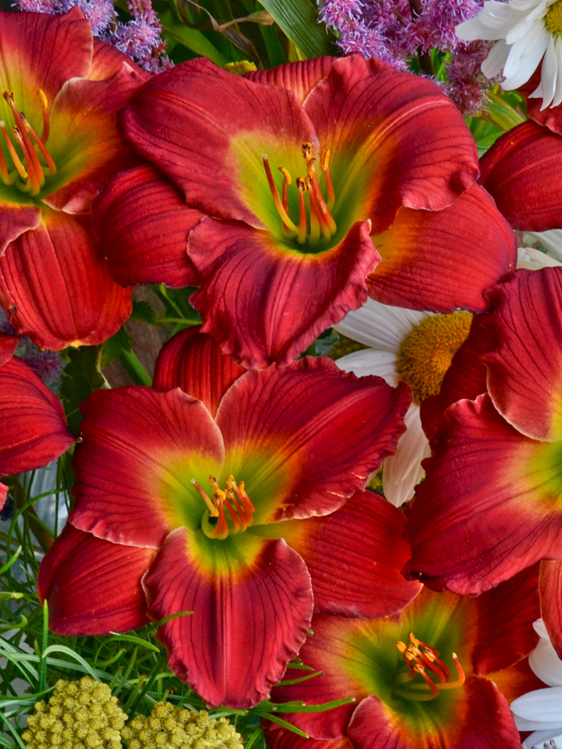 HERH-0-Hemerocallis-Red-Hot-