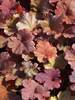 Heuchera Rio