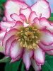 Helleborus Rose Quartz