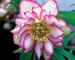 Helleborus Rose Quartz