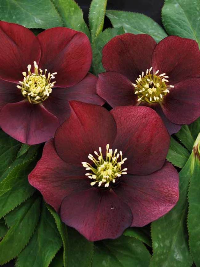 Helleborus Red Racer | Bluestone Perennials