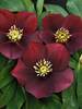 Helleborus Red Racer