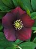 Helleborus Red Racer