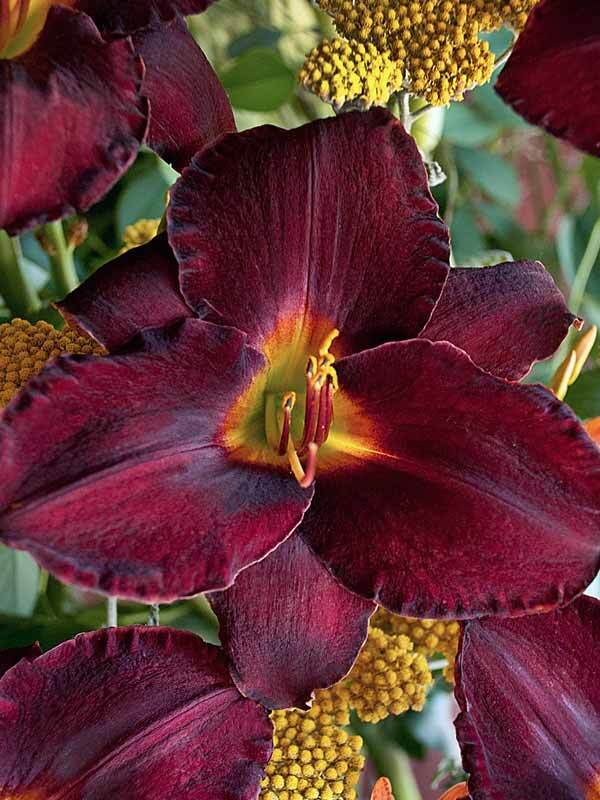 Hemerocallis Raspberry Suede