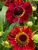 Helenium Salsa