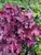 Heuchera Spellbound