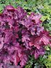 Heuchera Spellbound