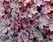 Heuchera Spellbound