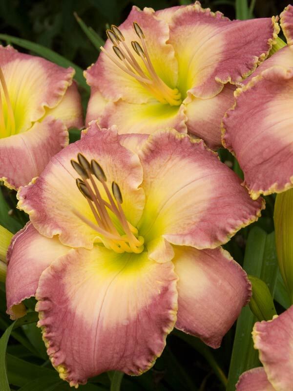 Hemerocallis Spiritual Corridor