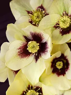 Helleborus