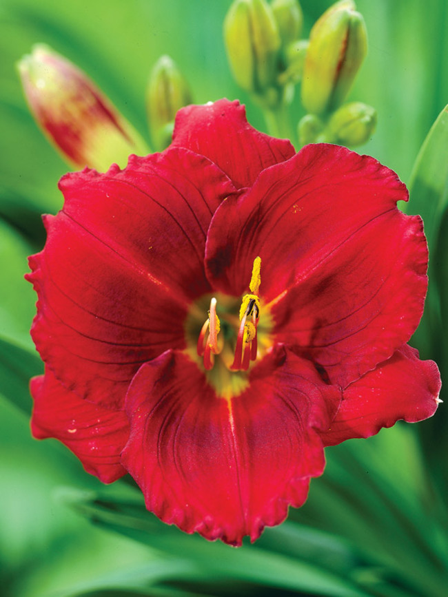 Hemerocallis Show-Girl