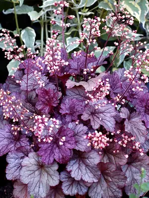 Link to Heuchera Shanghai