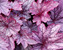 Heuchera Shanghai