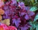 Heuchera Shanghai