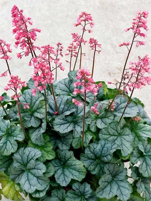 Link to Heuchera Shimmer