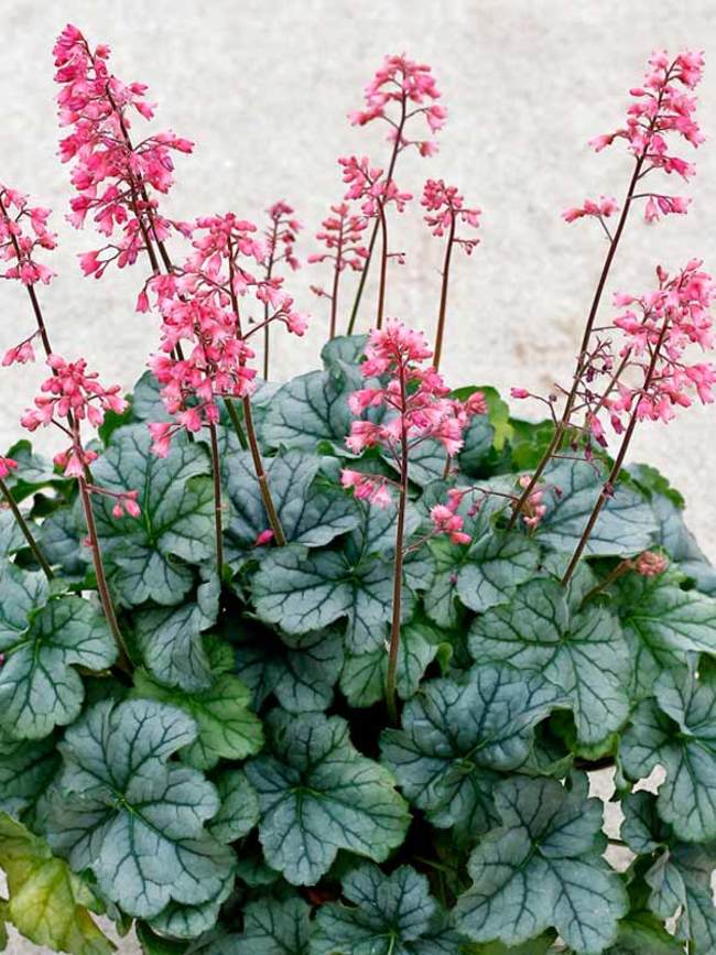 Heuchera Shimmer