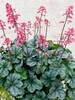 Heuchera Shimmer