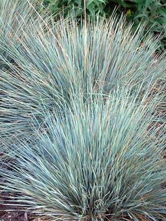 Helictotrichon
