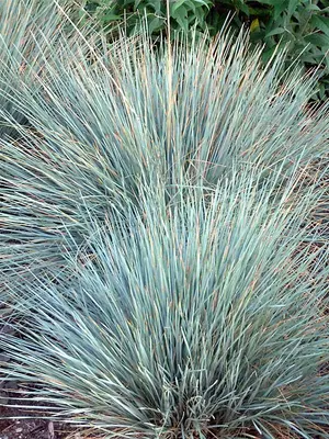 Link to Helictotrichon Sapphire