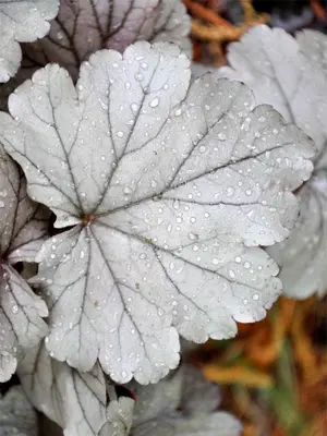Link to Heuchera Stainless Steel
