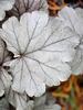 Heuchera Stainless Steel