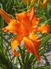 Hemerocallis Primal Scream