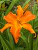 Hemerocallis Primal Scream