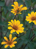 Heliopsis Summer-Nights