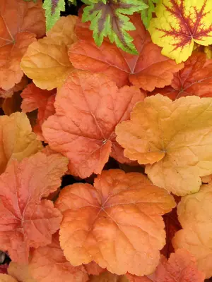 Link to Heuchera Southern Comfort