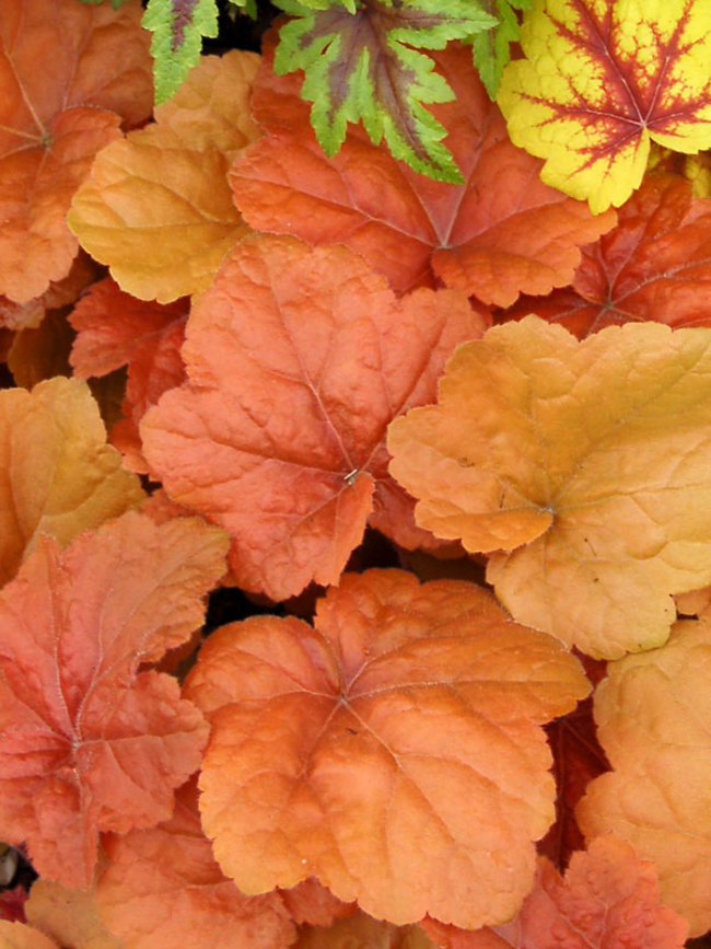 Heuchera Southern-Comfort