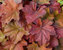 Heuchera Southern-Comfort