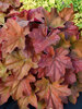 Heuchera Southern-Comfort