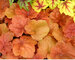 Heuchera Southern-Comfort