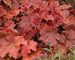 Heuchera Southern-Comfort