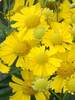 Helenium Sombrero