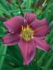 Hemerocallis Stella in Purple