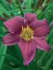 Hemerocallis Stella in Purple