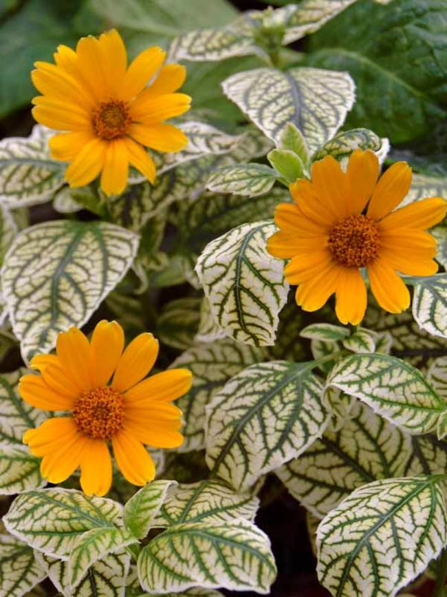 Heliopsis Sunburst