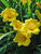 Hemerocallis Stella-DOro