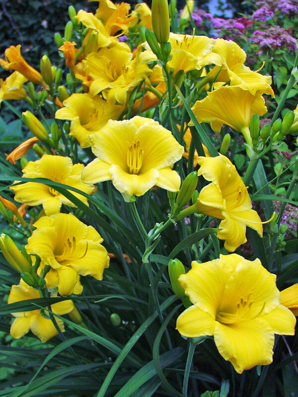 Hemerocallis Stella-DOro