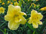 Hemerocallis Stella-DOro