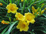 Hemerocallis Stella-DOro
