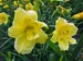 Hemerocallis Stella-DOro