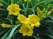 Hemerocallis Stella-DOro