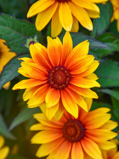 Heliopsis