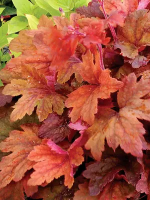 Link to Heucherella Sweet Tea