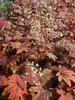 Heucherella Sweet Tea