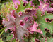 Heuchera Sashay